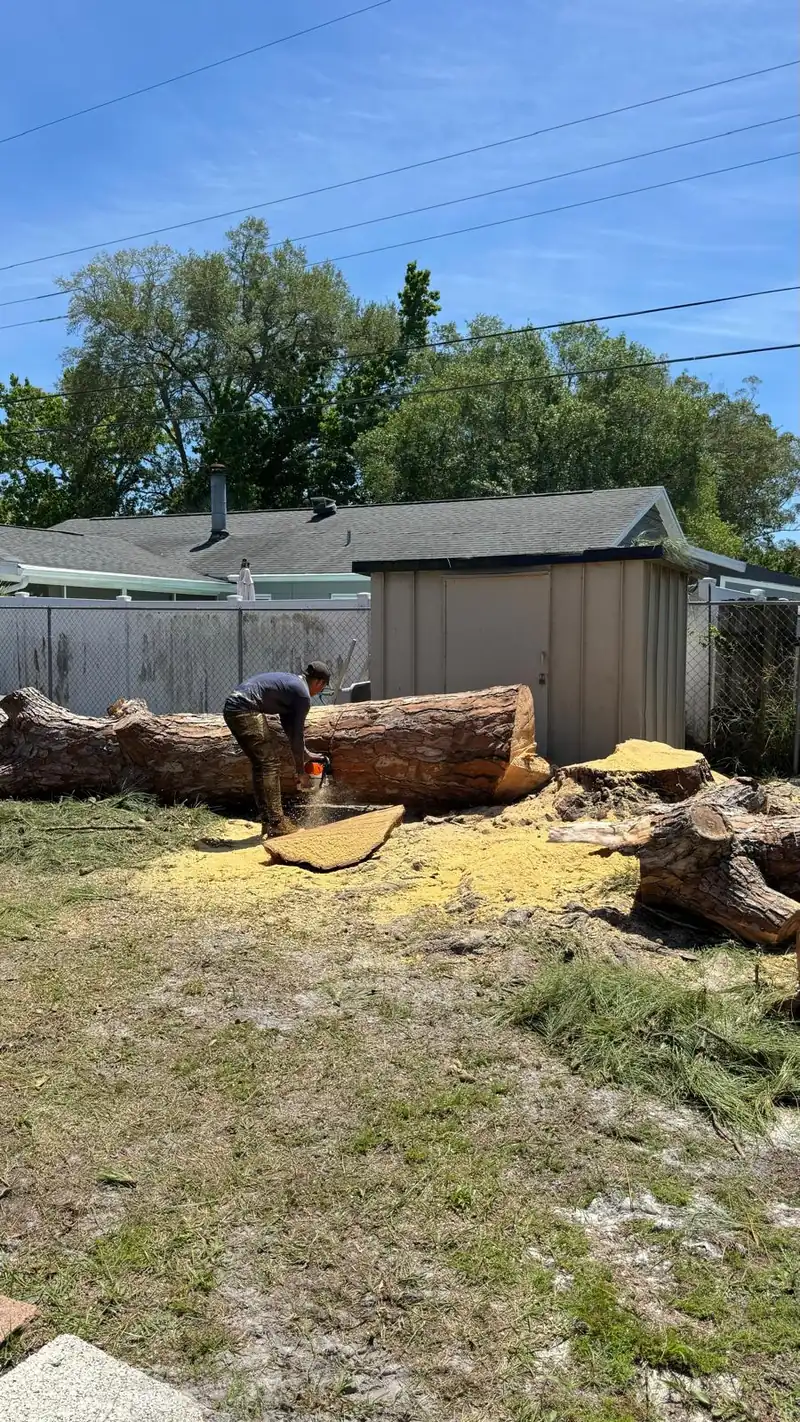 Worker cutting a felled trunk into rounds for removal