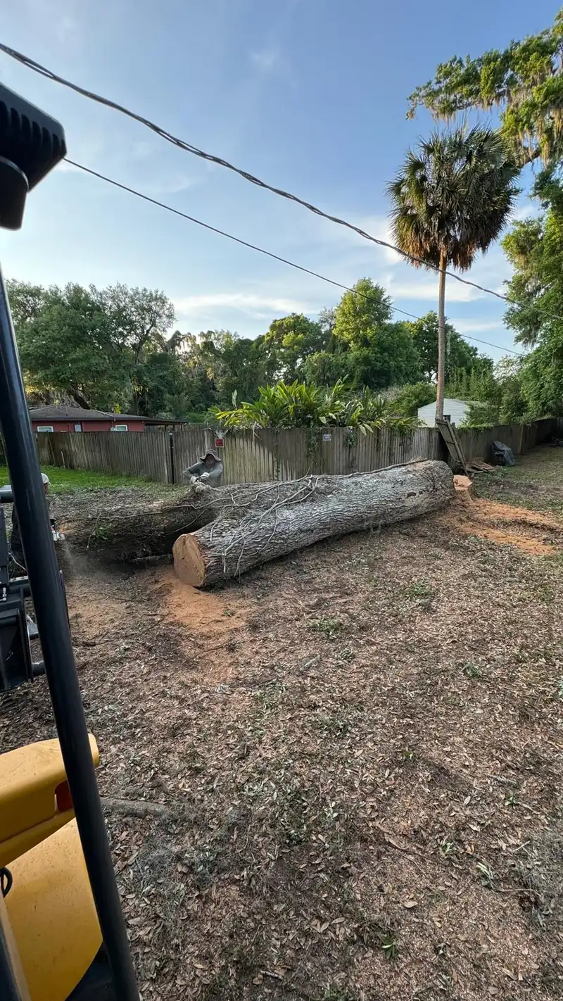 Felled tree trunks on a cleared yard, ready for haul-away