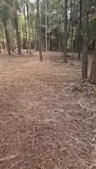 Mulched forest floor that reduces wildfire fuel under pines