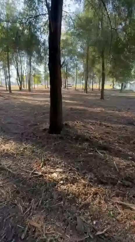 Pine woods after forestry mulching, with the understory ground into mulch