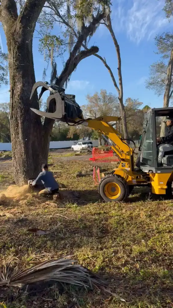 Grapple loader removing a tree while the crew works the root ball