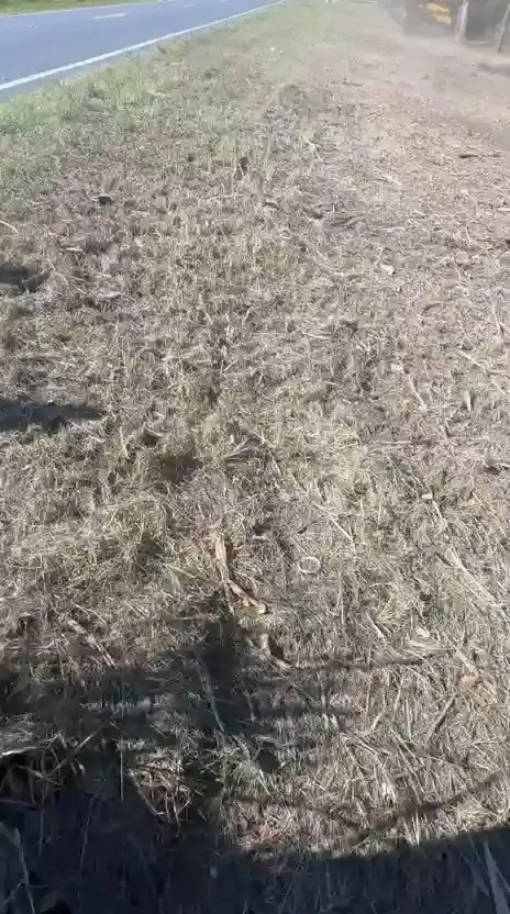Roadside strip after brush clearing and mulching