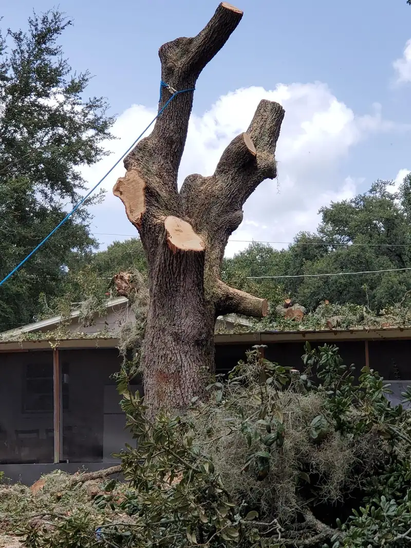 Large oak trunk cut down in sections with the canopy removed
