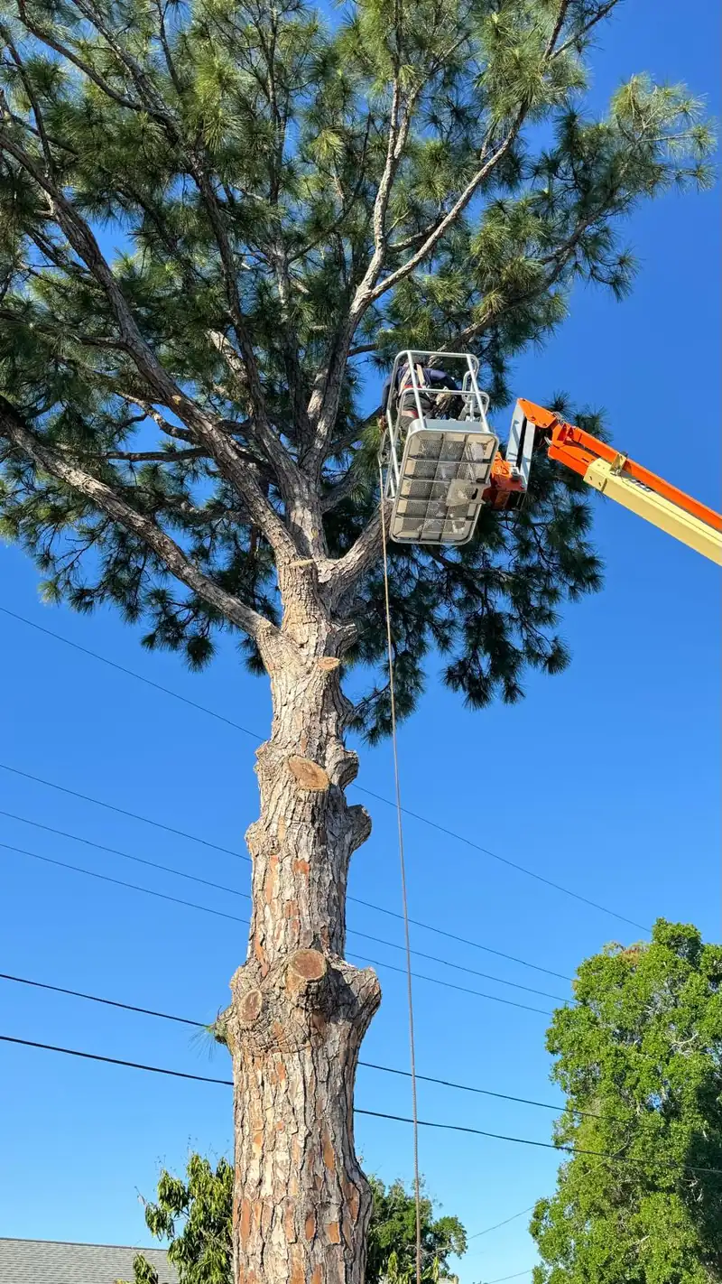 Aerial lift crew removing a tall pine tree near power lines