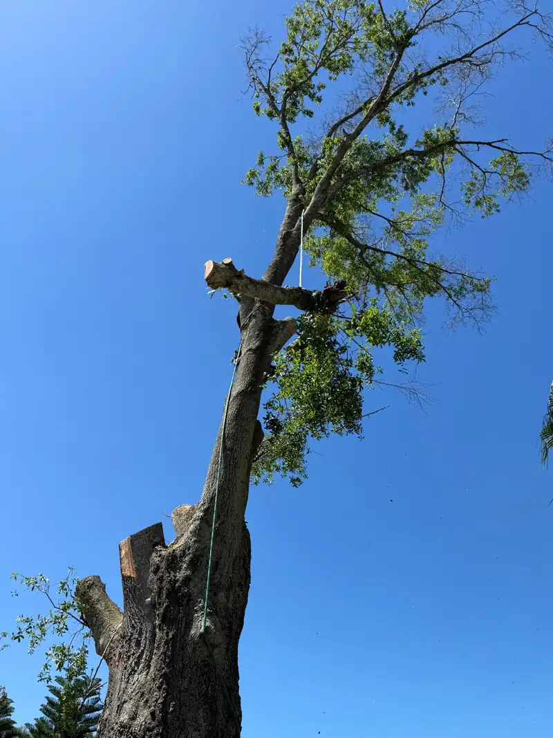 Tall tree trunk being topped during a sectional tree removal