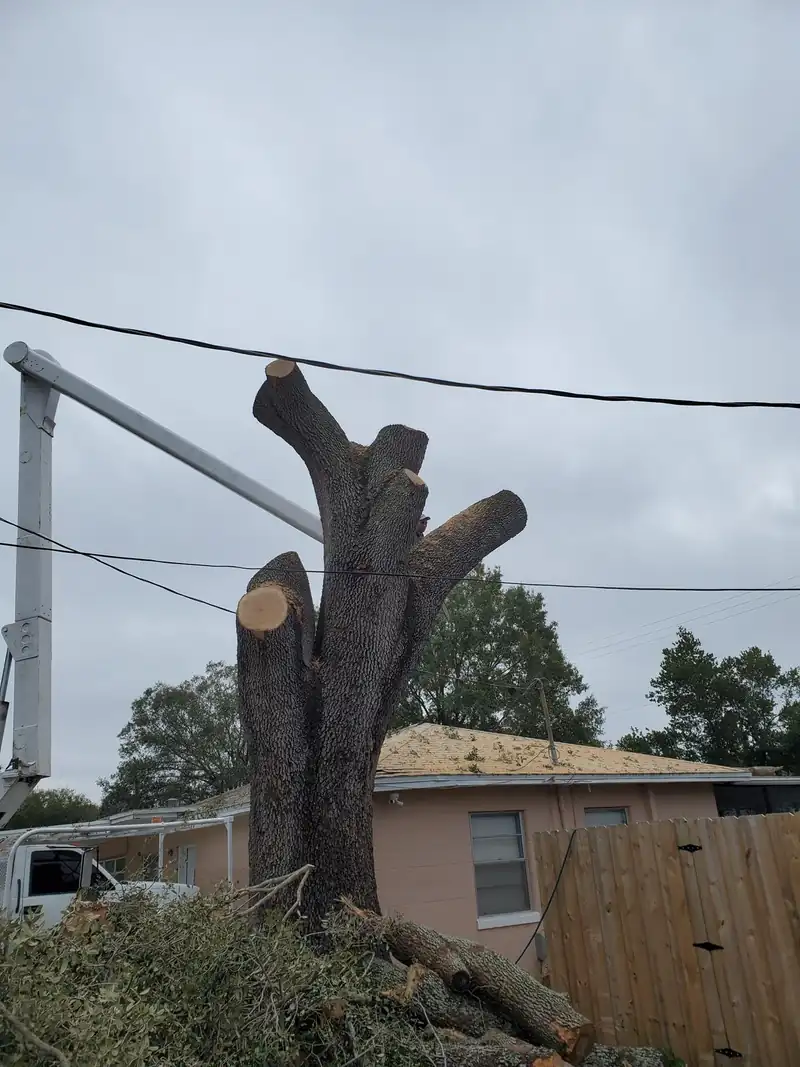 Tree trunk reduced in sections beside overhead power lines