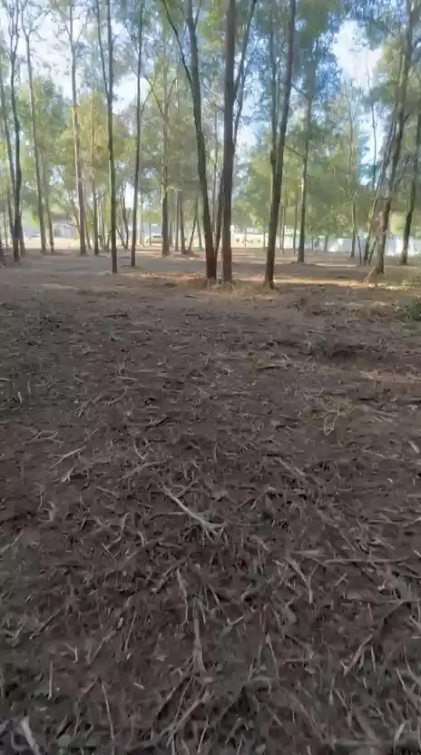 Underbrush cleared from pine acreage with the tall trees preserved